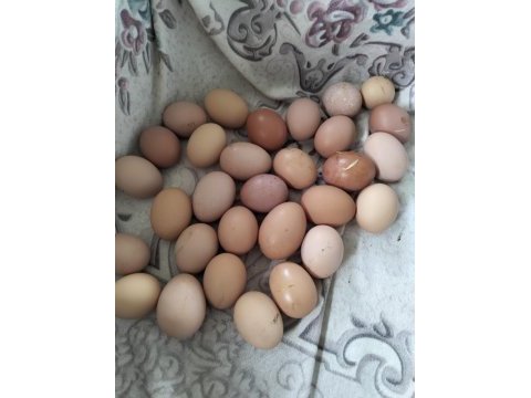Satılık köy yumurtası