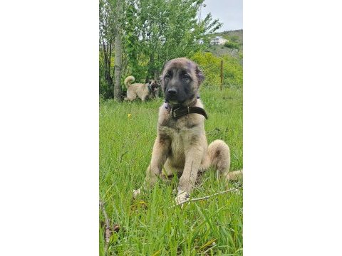 Üstün ırk kangal köpeği