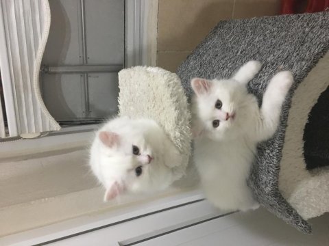 Yaramaz british longhair ponçikler