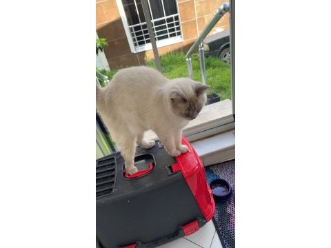 1 yaşında kedime yuva arıyorum