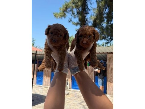 Kore toy poodle yavrularımız