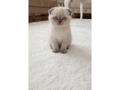 Scottish fold minnoşum
