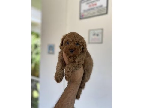 Toy poodle minikler