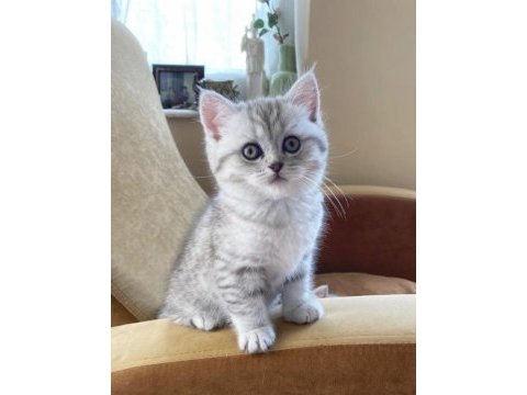 British shorthair yavrular