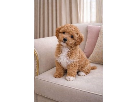 Küt burun a kalite maltipoo bebekler