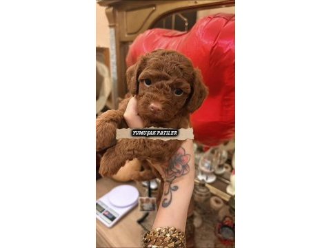 Scr li anne babadan kore poodle