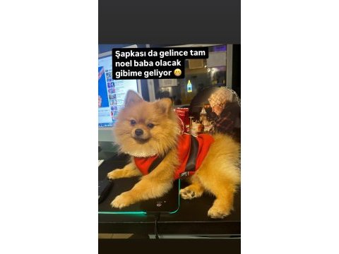 3 yaşında pomeranian