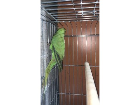 Pakistan papağanı 5 aylık