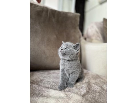 British shorthair gri yavrular
