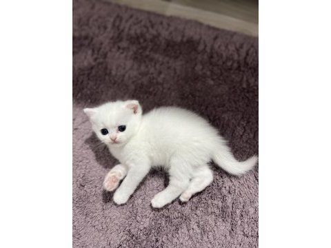 Şahsıma ait kedimin yavrusu