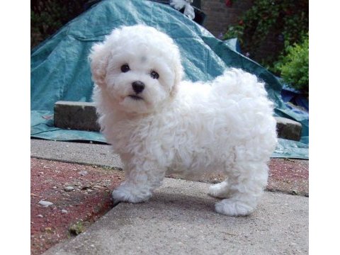 Ruhsatlı çiftlikten bichon frise yavrular