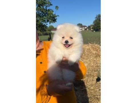 Yavru pomeranian boolarımız için ulaşın