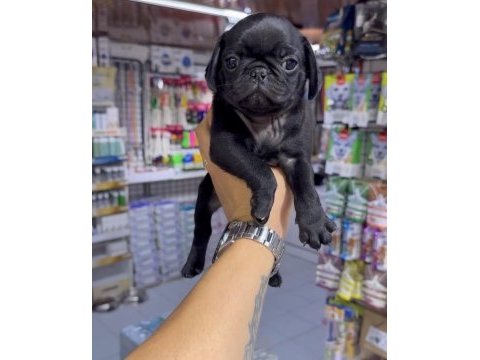 Pug bebekler