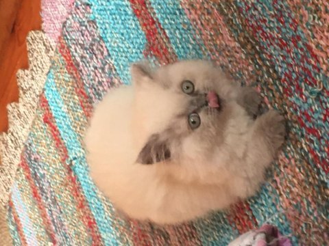 British longhair blue point