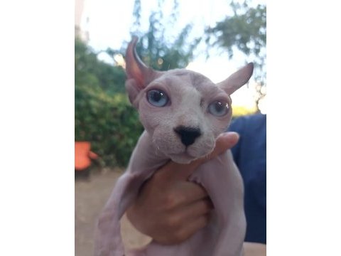 Anne altında safkan elf kulaklı sphynx yavrusu