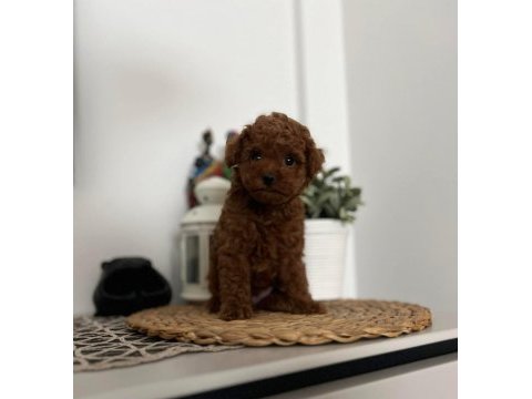 A kalite red brown toy poodle