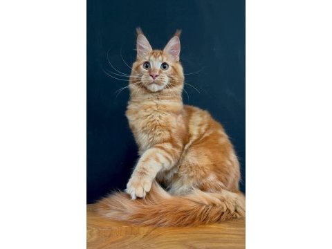 Maine coon dişi red rengi wcf