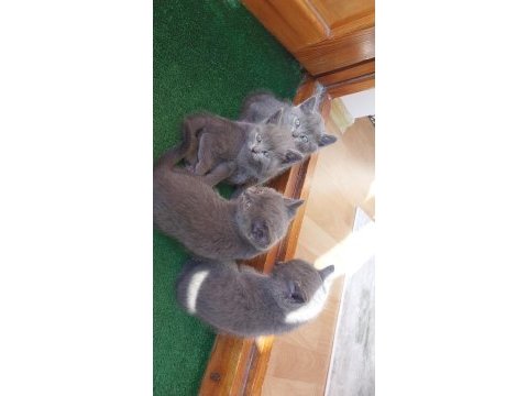 Evinize neşe ve huzur istiyorsanız british shorthair