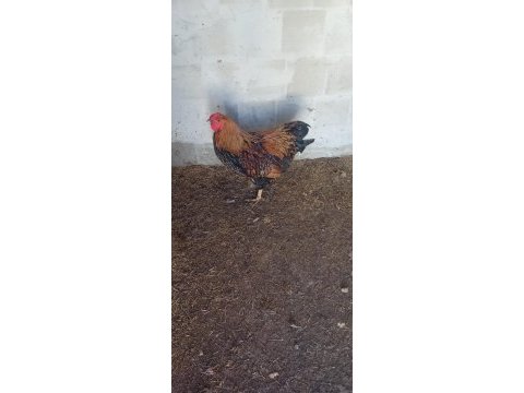 Cins tavuklar