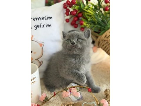 British shorthair iki aylık