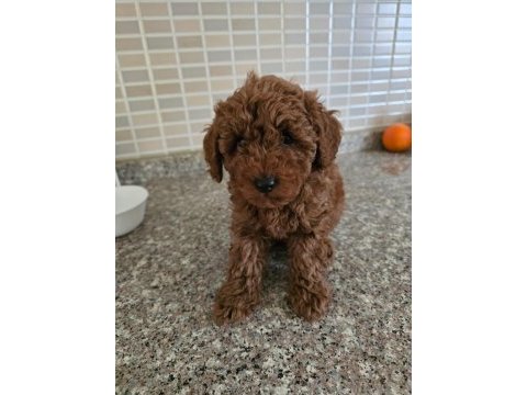 Toy poodle bebeklerimiz 67 günlük