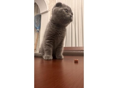 02.02 doğumlu scottish fold yavrularımız