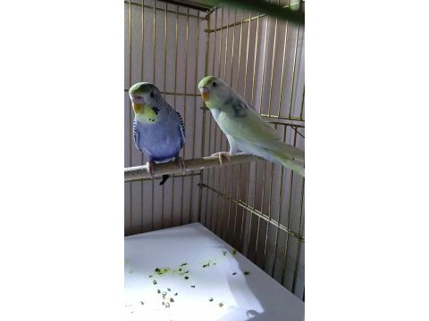 Renk güzeli genç takım muhabbet kuşu