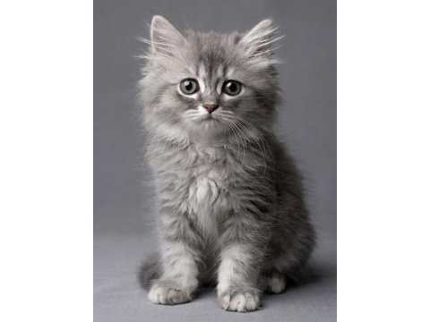 British longhair yavru kedi acil