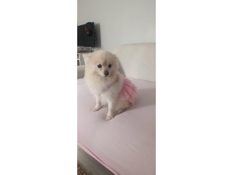 Micro pomeranian dişi 5 aylık
