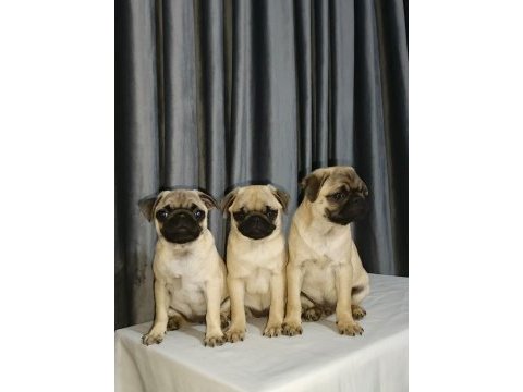 Orjinal pug yavru köpeklerimiz