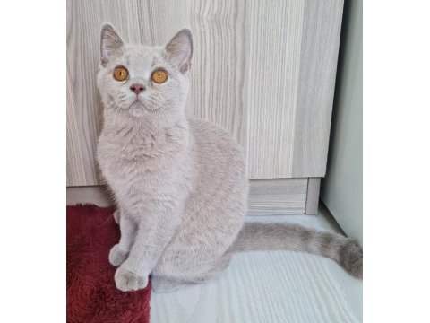 British shorthair yavrular