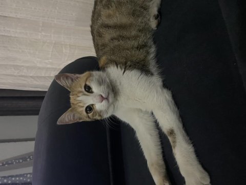 Kedimin acil yuvaya ihtiyacı var