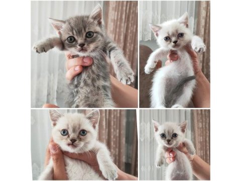 Birbirinden tombul british shorthair yavrular