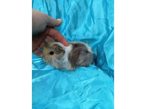 Harika safkan peruvian ginepig yavrular