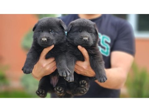 Simsıyah solid black alman çoban köpeği yavruları