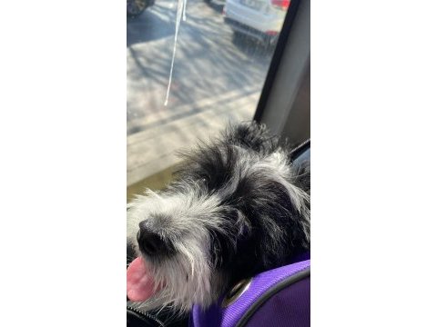 Maltipoo dişi 3 aylık