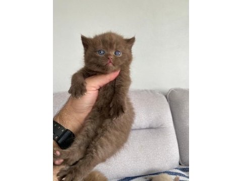 Nadir bulunan özel seri british shorthair bebekler