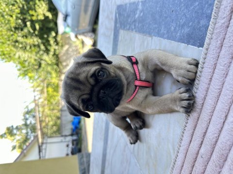 Yavru dişi pug aşıları tam