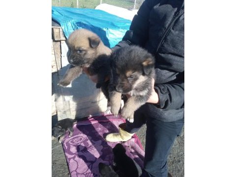 Alman anne malinois baba dan yavrular
