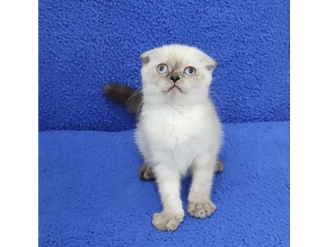Teslime hazır mükemmel bir scottish fold