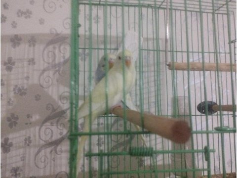 40 günlük erkek dişi muhabbet kuşlar