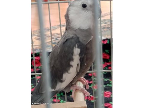 Yumurtlamak üzere olan çift sultan papağanı