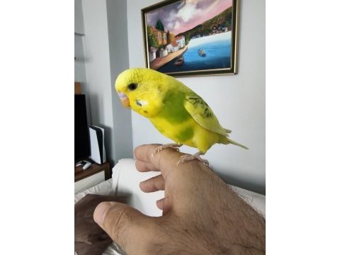 8 aylık muhabbet kuşu erkek ele alışkındır