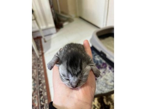 1 anne 1 baba 3 yavru kedimiz