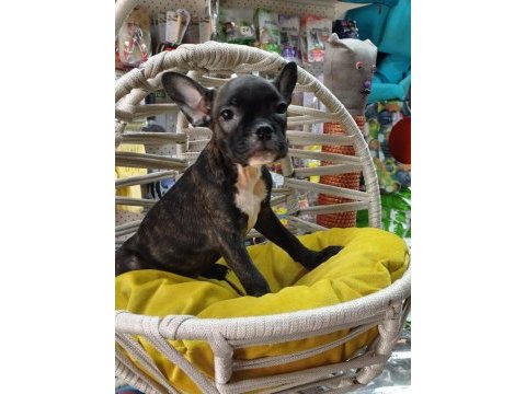 French bulldog yavrular