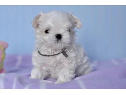 Korean morkie puppies (cheap) 1.5 kg