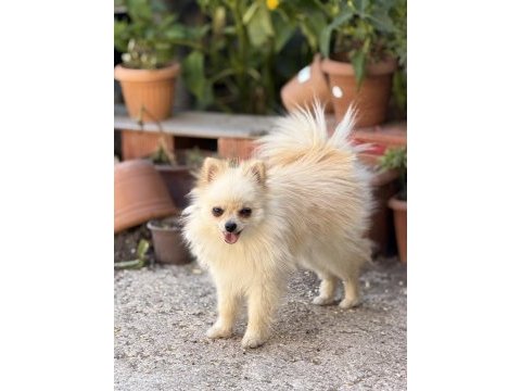 11 aylık pomeranian boo