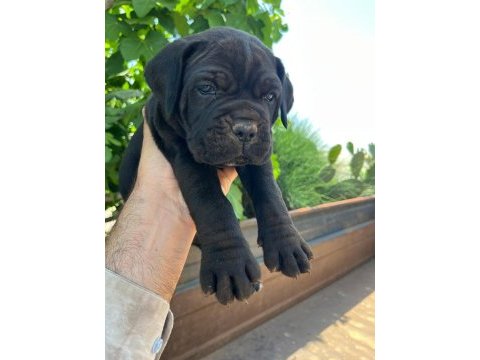 Dev cane corso yavrularımız 
