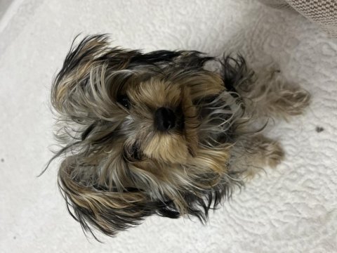 Yorkshire terrier köpeği