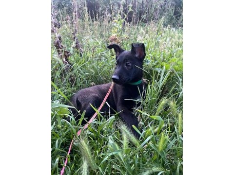 A kalite arayana full aşılı erkek malinois yavru